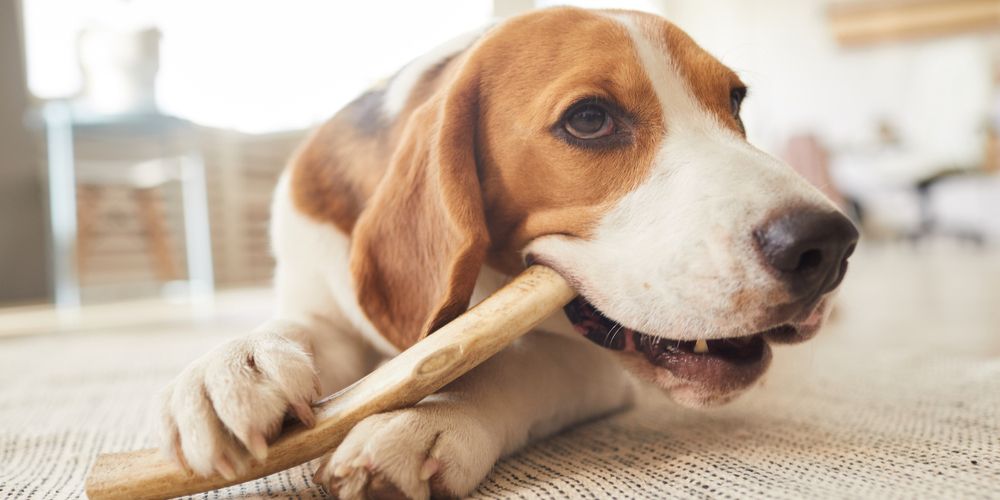 Online Pre-Booking Seats for Events — Secure Your Spot at Barks & Brew!