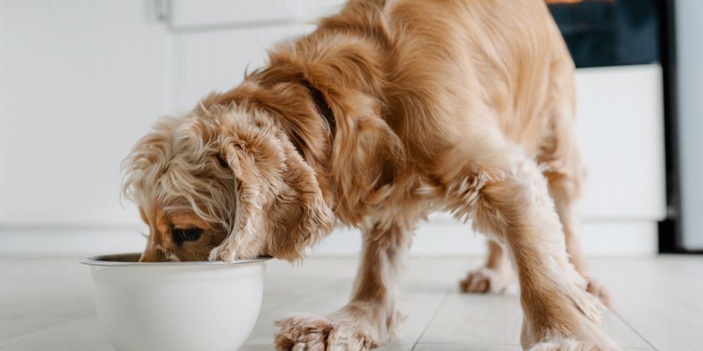 Why Sharing a Meal with Your Pet Can Deeply Strengthen Your Bond
