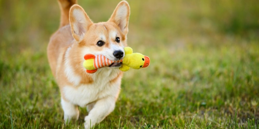 Discover Why Sharing Meals with Your Pet Strengthens Your Loving Bond